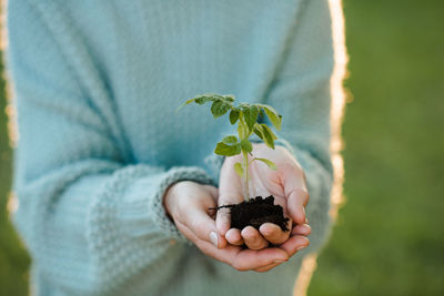 Woman holding green tomato sprout in hands over nature background. plant transplant.