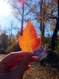 Close-up of pink flower