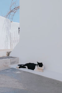 View of a cat chilling in santorini 