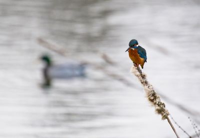 bird