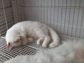 High angle view of cat sleeping in cage