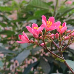 Close-up of pink flowers blooming outdoors