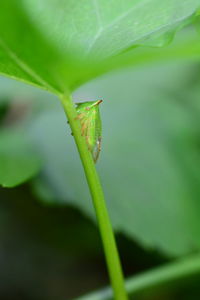 Close-up of insect on leaf