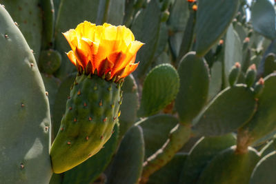 Close-up of red flowering plant