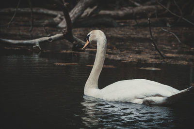 Swan floating in a lake