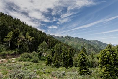 Scenic view of pine trees and mountains against sky