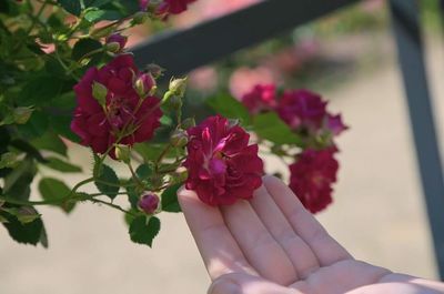 Close-up of pink flowers