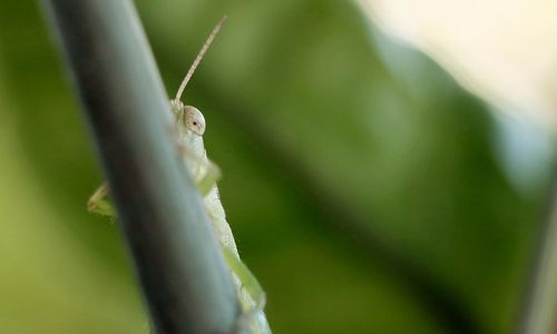 Close-up of insect on leaf