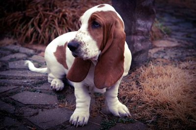 Basset hound standing on footpath