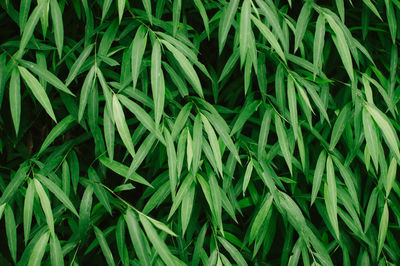 Full frame shot of plants growing on field