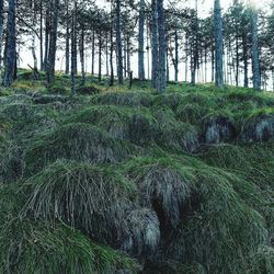 View of trees in forest