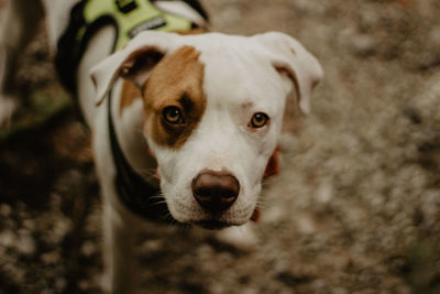 High angle portrait of dog sticking out tongue outdoors