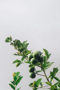 Close-up of berries growing on plant against clear sky