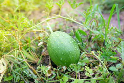 Close-up of lemon growing on field