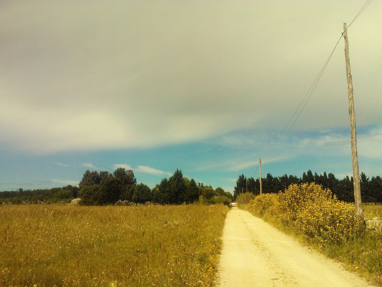 the way forward, field, landscape, rural scene, sky, diminishing perspective, agriculture, growth, tranquil scene, tranquility, road, nature, vanishing point, transportation, beauty in nature, plant, country road, farm, tree, dirt road