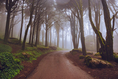 Road amidst trees in forest