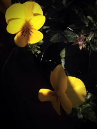 Close-up of yellow hibiscus blooming outdoors