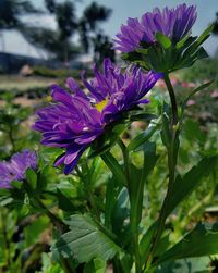 Close-up of purple flowers