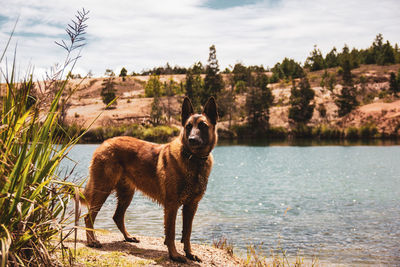 Dog standing in a lake