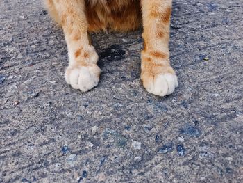 Low section of dog on ground