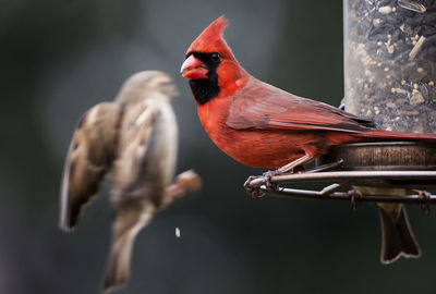 Close-up of bird perching on feeder