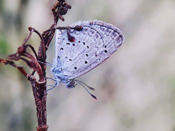 Close-up of butterfly on plant