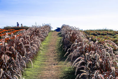 Plants growing on field against sky