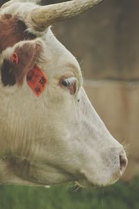 Close-up of cow