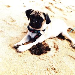 High angle view of dog relaxing on sand at beach