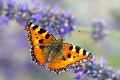 Butterfly on flower