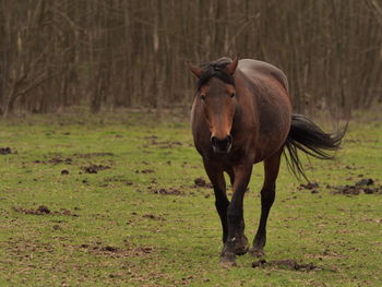 Horse grazing on field