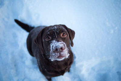 High angle view portrait of dog in snow