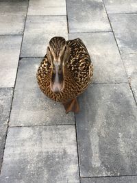 Close-up of mallard duck on paving stone