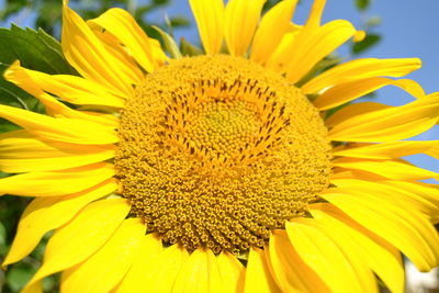 Close-up of sunflower