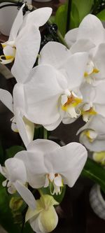 Close-up of white flowering plants