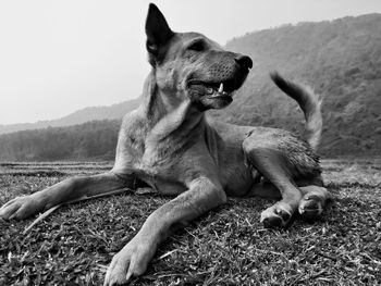 View of a dog relaxing on field