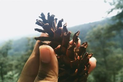 Close-up of hand holding plant against sky