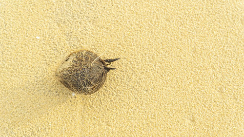 Close-up of a bird on sand