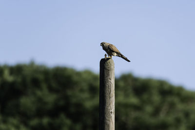 Low angle view of bird perching on wooden post against sky