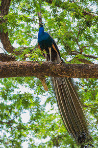 Low angle view of bird perching on tree