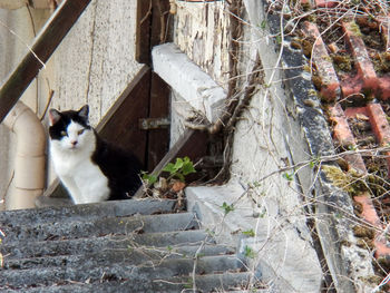 Cat sitting in a building