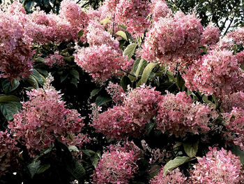 High angle view of pink flowering plant