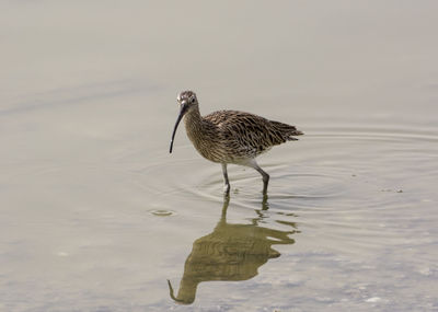 Bird on a lake