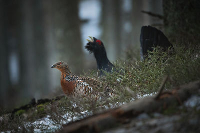 Birds perching on a tree