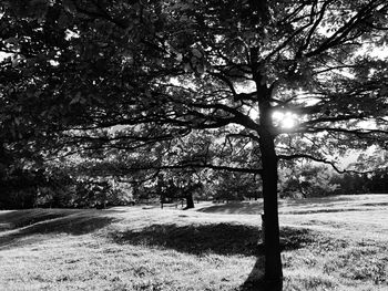 Trees against sky