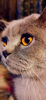 Close-up of a cat looking away