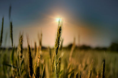 Close-up of wheat growing on field at sunset