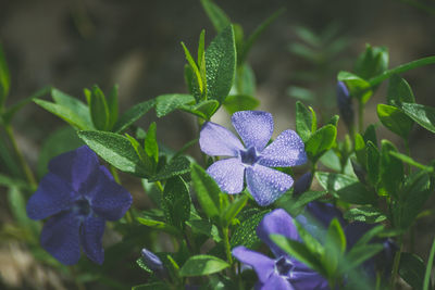 Close-up of purple flowers