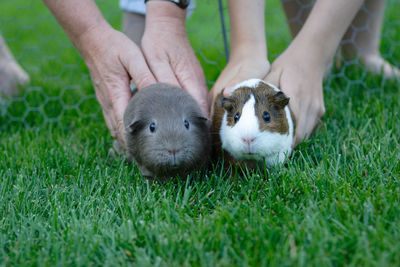 Close-up of hand feeding on grass