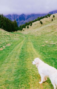 Dog on field against sky